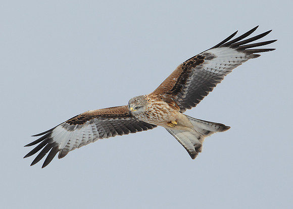 Red Kite Milvus milvus