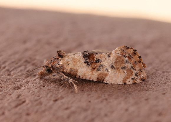 49.138 BF964a Neocochylis molliculana
