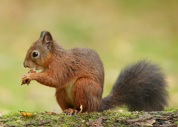 Red Squirrel Sciurus vulgaris
