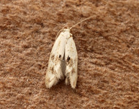 38.039 BF609 Elachista maculicerusella