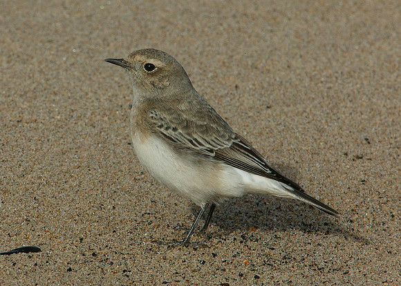 Pied Wheatear Oenanthe pleschanka