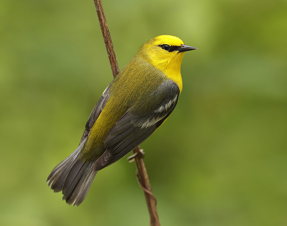 Blue-winged Warbler Vermivora cyanoptera