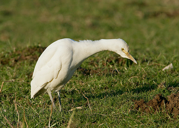 Cattle Egret Bubulcus ibis