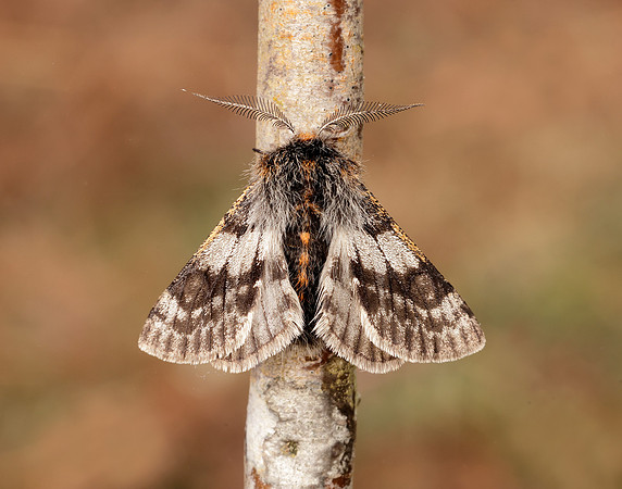 70.249 BF1929 Rannoch Brindled Beauty Lycia lapponaria