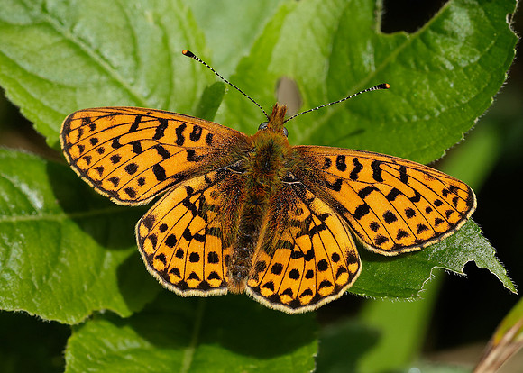 Pearl-Bordered Fritillary Boloria euphrosyne