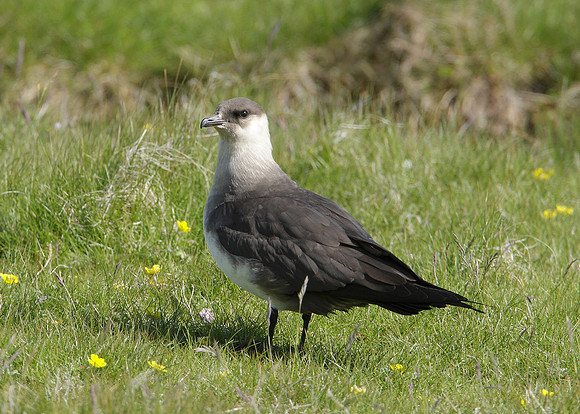 Arctic Skua Stercorarius parasiticus