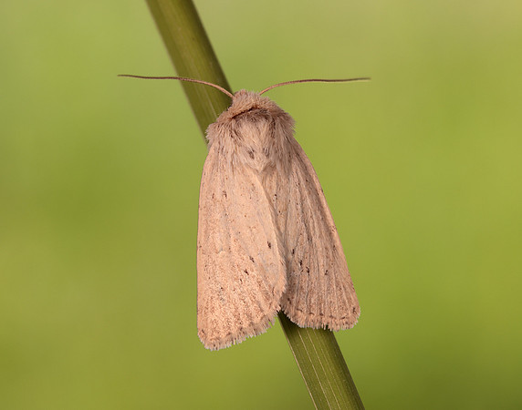 73.149 BF2347  Concolorous Photedes extrema