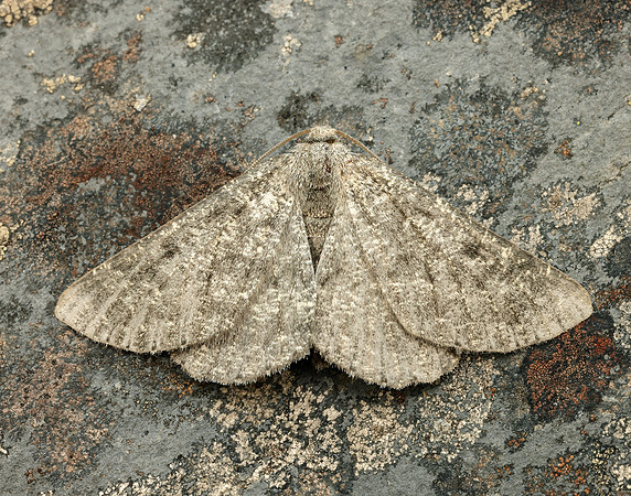 70.285 BF1963 Scotch Annulet Gnophos obfuscata