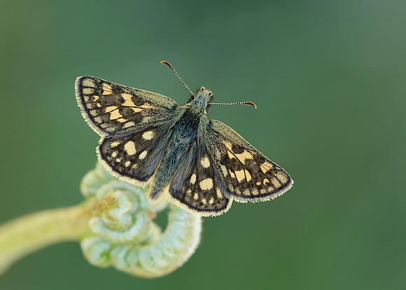 Chequered Skipper Carterocephalus palaemon