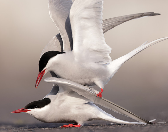Arctic Tern Sterna paradisaea
