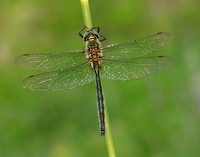 Brilliant Emerald Somatochlora metallica