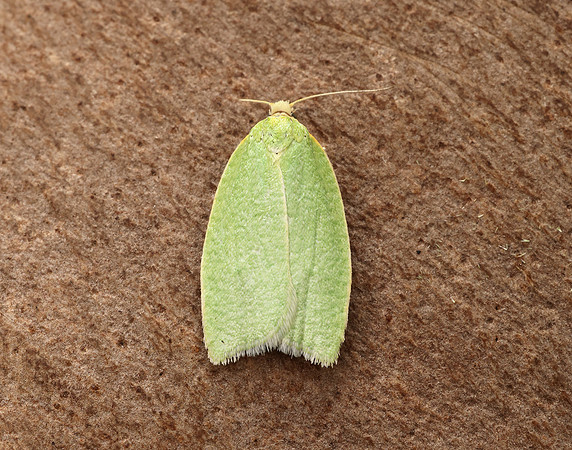 49.059 BF1033 Green Oak Tortrix Tortrix viridana
