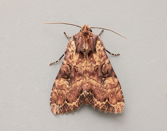 73.155 BF2327 Clouded Brindle Apamea epomidion