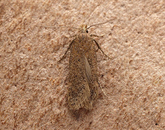 35.040 BF787 Bryotropha terrella