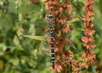 Migrant Hawker Aeshna mixta