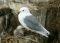 Kittiwake Rissa tridactyla