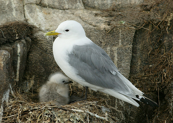 Kittiwake Rissa tridactyla