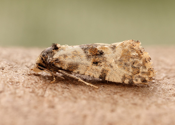 49.138 BF964a Neocochylis molliculana