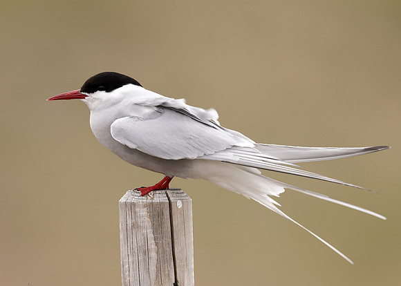 Arctic Tern Sterna paradisaea