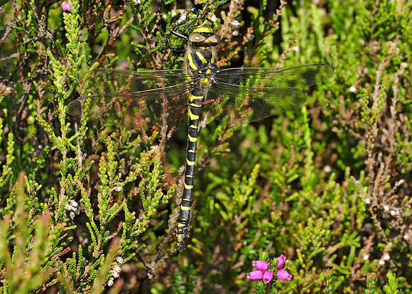 Golden-ringed Dragonfly Cordulegaster boltonii