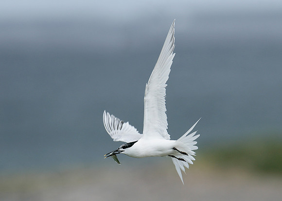 Sandwich Tern Sterna sandvicensis
