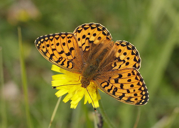 Dark Green fritillary Argynnis aglaja