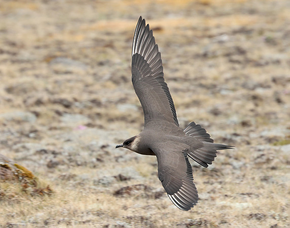 Arctic Skua Stercorarius parasiticus