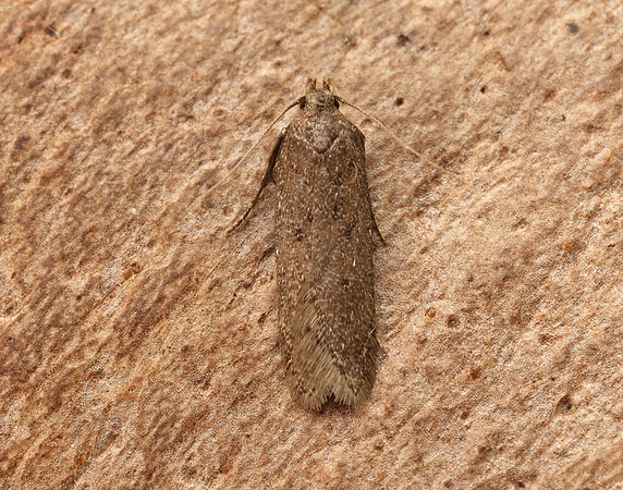 35.040 BF787 Bryotropha terrella