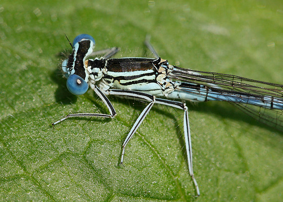 White-legged Damselfly Platycnemis pennipes