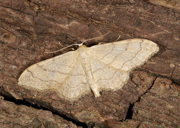 70.016 BF1713 Riband Wave Idaea aversata