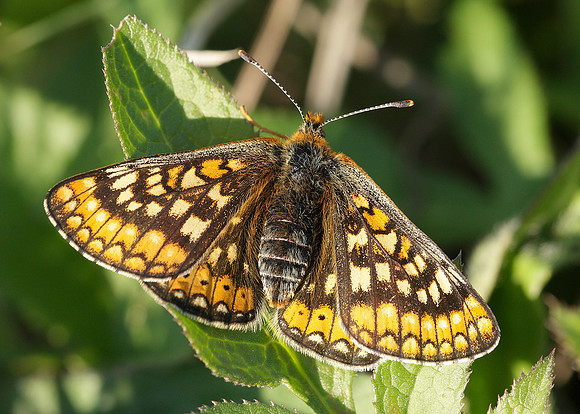 Marsh Fritillary Euphydryas aurinia