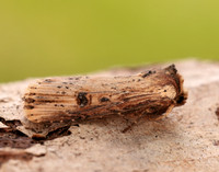 73.328 BF2098 Flame Axylia putris