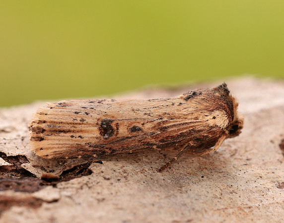 73.328 BF2098 Flame Axylia putris