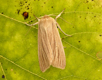 73.291 BF2199 Common Wainscot Mythimna pallens