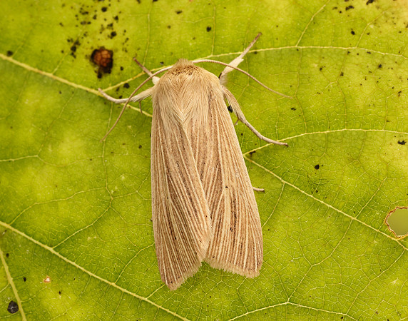 73.291 BF2199 Common Wainscot Mythimna pallens