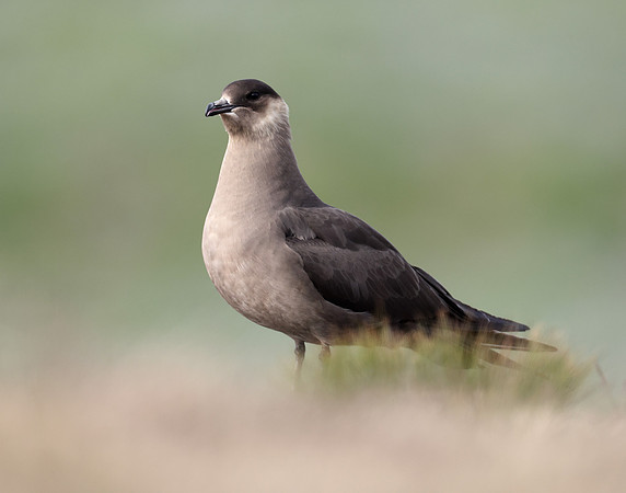 Arctic Skua Stercorarius parasiticus