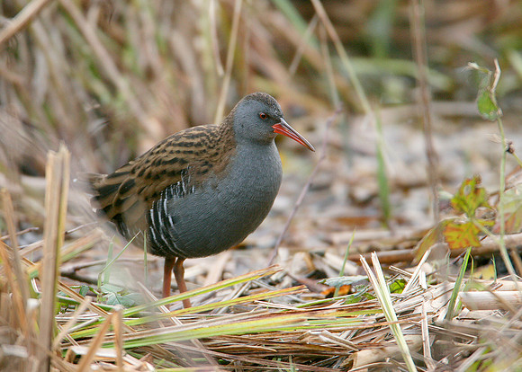 Water Rail Rallus aquaticus
