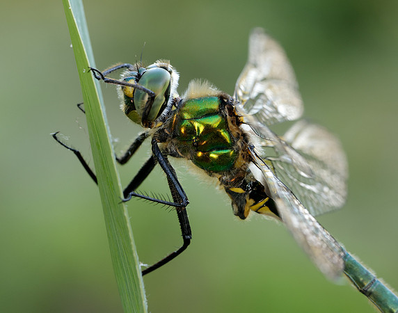 Brilliant Emerald Somatochlora metallica