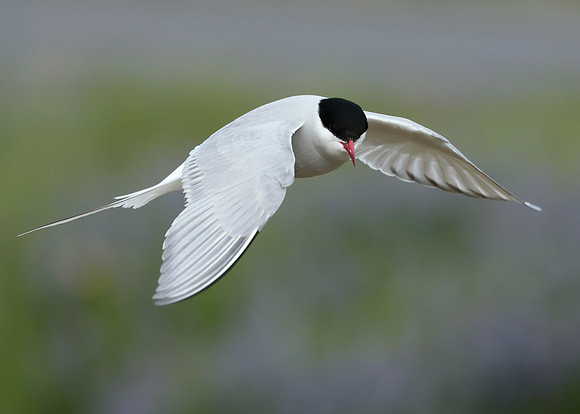 Arctic Tern Sterna paradisaea
