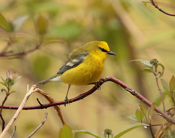 Blue-winged Warbler Vermivora cyanoptera