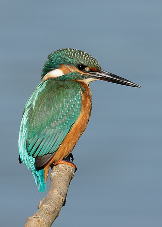Kingfisher Alcedo atthis