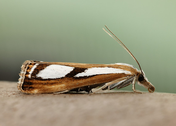 63.096 BF1310 Catoptria permutatellus