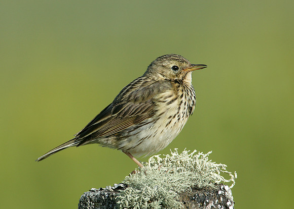 Meadow Pipit Anthus pratensis