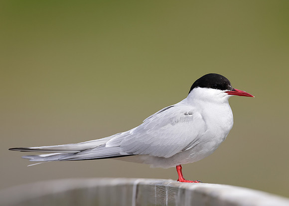 Arctic Tern Sterna paradisaea