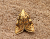 49.060 BF1032 Aleimma loeflingiana