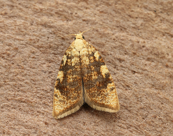 49.060 BF1032 Aleimma loeflingiana