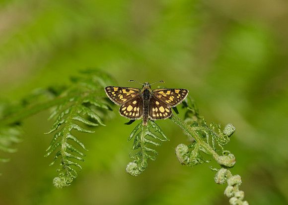 Chequered Skipper Carterocephalus palaemon