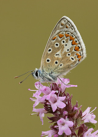 Common Blue Polyommatus icarus