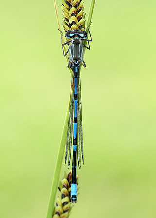 Variable Damselfly Coenagrion pulchellum