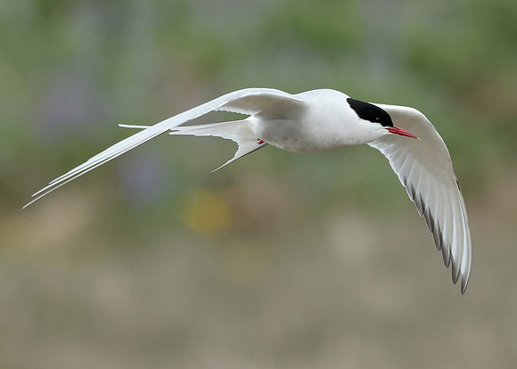 Arctic Tern Sterna paradisaea